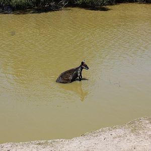Swamp Wallaby (Wallabia bicolor)