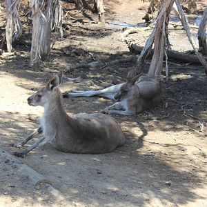 Eastern Grey Kangaroo (Macropus giganteus)