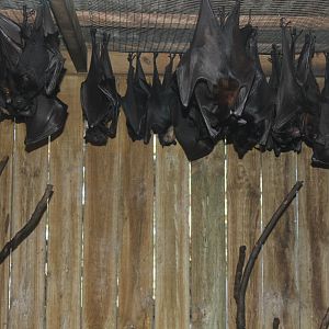 Black Flying-fox (Pteropus alecto)