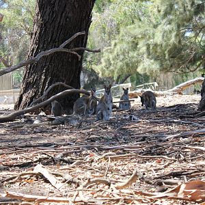 Black-striped Wallabies (Macropus dorsalis)