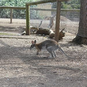 Black-striped Wallaby (Macropus dorsalis)