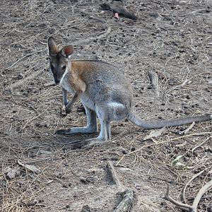 Black-striped Wallaby (Macropus dorsalis)