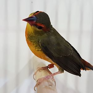 Orange-breasted waxbill