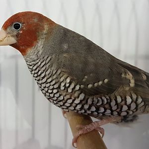 Red-headed finch