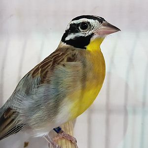 Yellow-breasted bunting