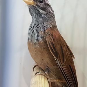 Morocco house bunting
