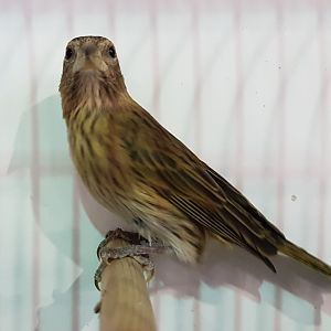 Pelzner saffron-finch