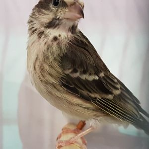 Black-throated seedeater - Serinus atrogularis