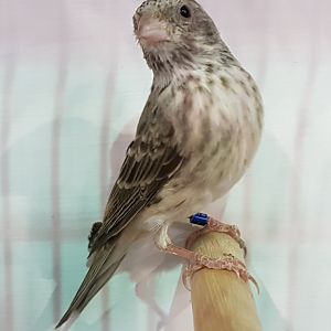 White-rumped seedeater - Crithagra leucopygia