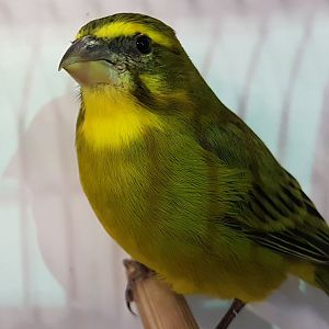 Brimstone canary - Serinus sulphuratus