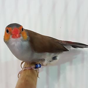 Orange-cheeked waxbill