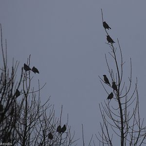 Waxwings at Dawn - Bialowieza