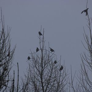 Waxwings at Dawn - Bialowieza