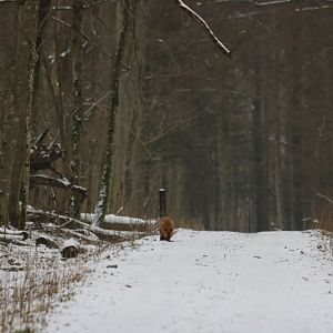 Red Fox in the Forest During the Day - Bialowieza