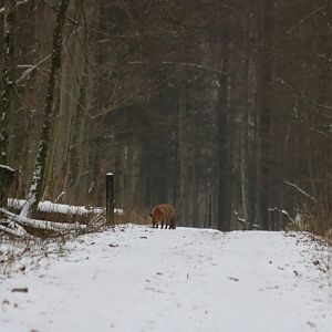 Red Fox in the Forest During the Day - Bialowieza