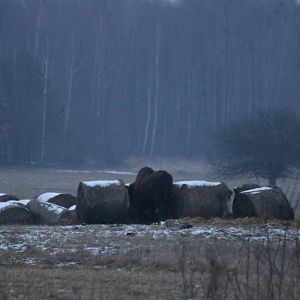 Wild European Bison at Dusk- Bialowieza