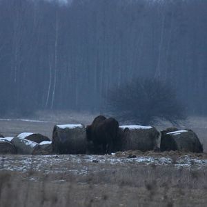 Wild European Bison at Dusk- Bialowieza