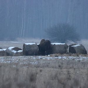 Wild European Bison at Dusk- Bialowieza