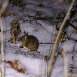 Yellow-necked Mouse - Bialowieza
