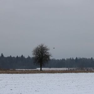 Buzzard Flying Off from Treetop Perch - Bialowieza