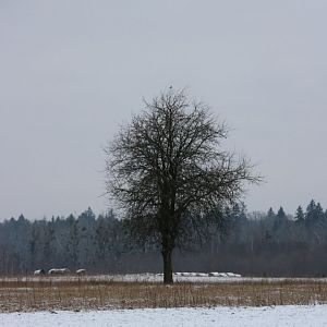 Great Grey Shrike on Treetop Perch - Bialowieza