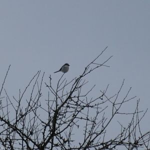 Great Grey Shrike - Bialowieza