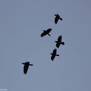 Raven Flyover - Bialowieza