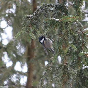 Coal Tit - Bialowieza