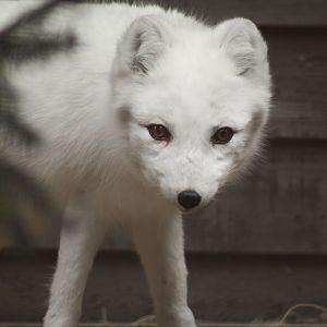 Feb. 2017 - Polar Frontier - Arctic Fox