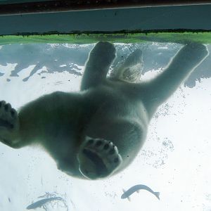 Feb. 2017 - Polar Frontier - Polar Bear Right Above