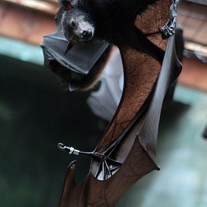 Feb. 2017 - Asia Quest - Large Flying Fox