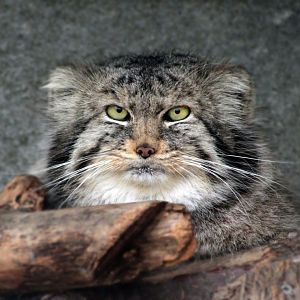 Feb. 2017 - Asia Quest - Palla's Cat