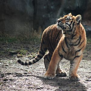 Feb. 2017 - Asia Quest - Amur Tiger Cub