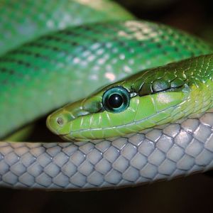 Feb. 2017 - Reptile House - Red-tailed Green Rat Snake