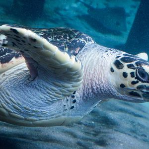 Feb. 2017 - Manatee Coast - Buddy, The Hawksbill Sea Turtle