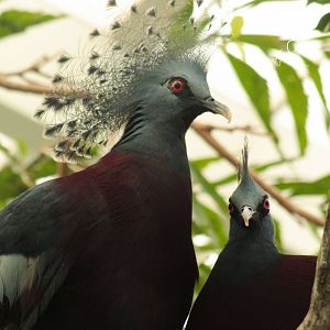 Feb. 2017 - Roadhouse - Victoria Crowned Pigeon