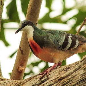 Feb. 2017 - Raodhouse - Luzon Bleeding Heart