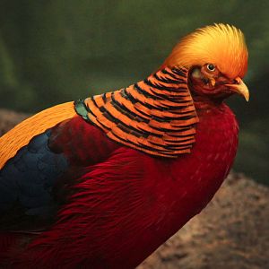 Feb. 2017 - Roadhouse - Golden Pheasant