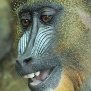Feb. 2017 - Expedition Congo - Young Mandrill