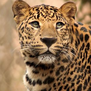 Feb. 2017 - Congo Expedition - Leopard
