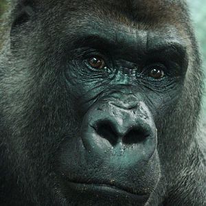 Feb. 2017 - Congo Expedition - Oliver