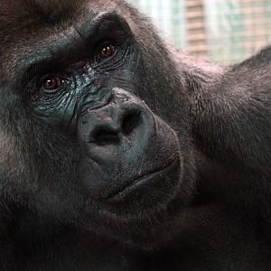 Feb. 2017 - Congo Expedition - Oliver