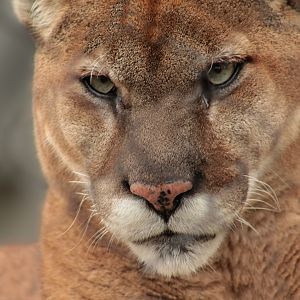 Feb. 2017 - North America - Cougar