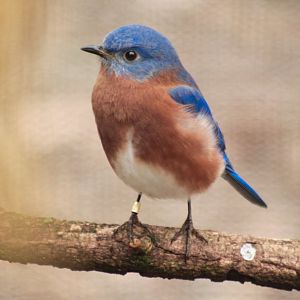 Feb. 2017 - North America - Eastern Bluebird