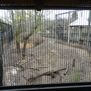 Feb. 2017 - Asia Quest - African Lion Exhibit