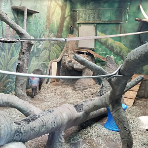 Feb. 2017 - Congo Expedition - Indoor Mandrill Exhibit