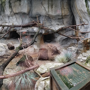 Feb. 2017 - Asia Quest - Pallas' Cat Exhibit Pano (Find the Cat)