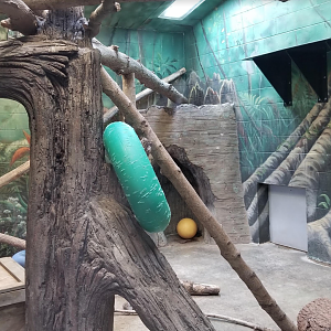 Feb. 2017 - Congo Expedition - Indoor Leopard Exhibit