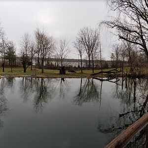 Dec. 2017 - North America - Moose Exhibit Pano