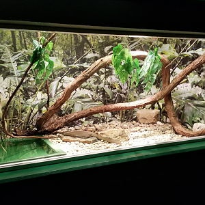 Dec. 2017 - Reptile House - Merten's Water Monitor Exhibit
